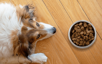Dra, qual o papel da melatonina no tratamento da pancreatite em cães?