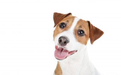 Raça do mês: Jack Russell Terrier