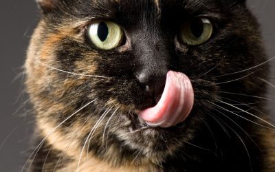 Você sabia que os gatos não sentem sabores doces?