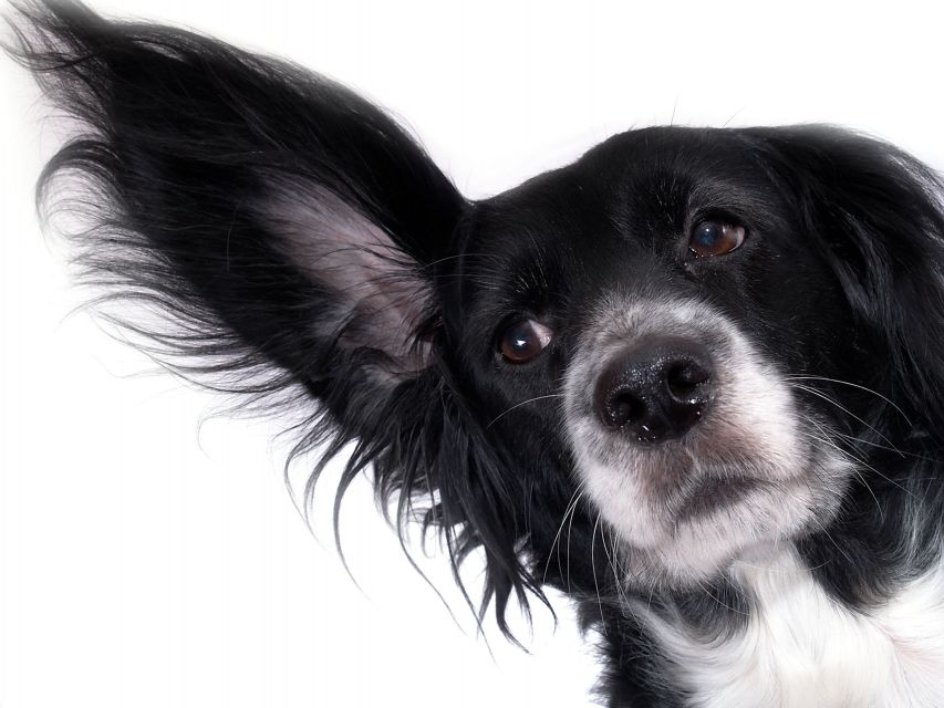 Dra., é necessário remover os pelos dos ouvidos do meu cachorro?