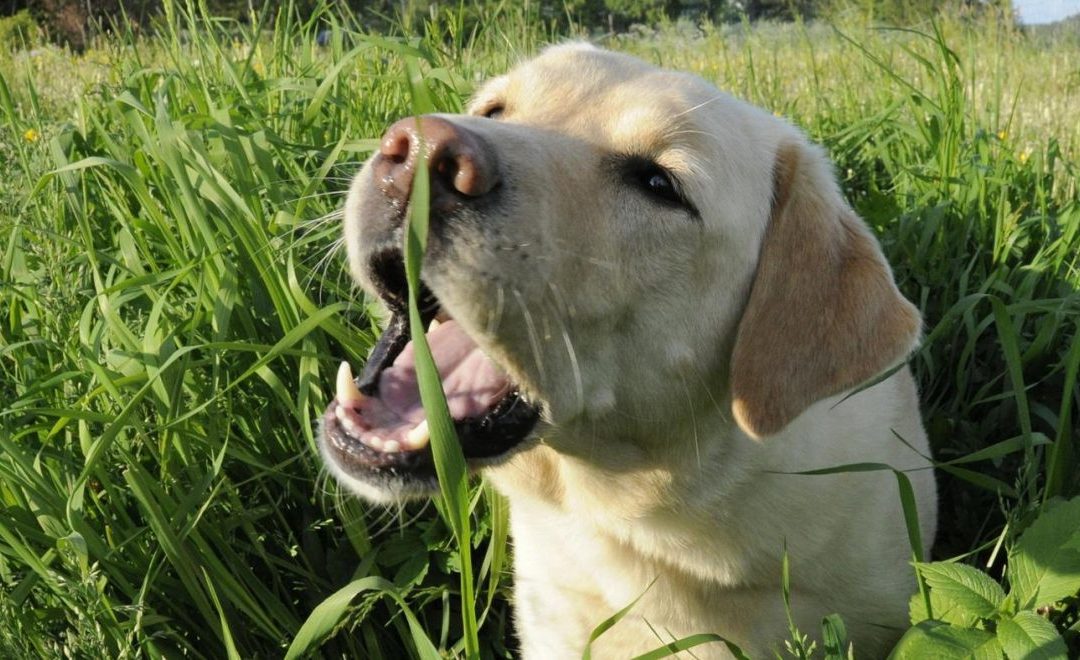 Por que os cães comem grama?